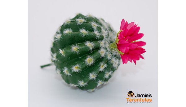 Barrel Cactus - Magenta Flower